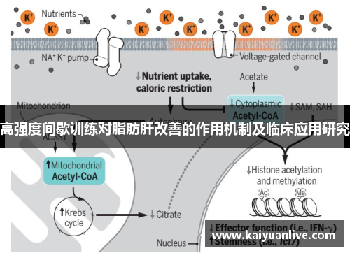 高强度间歇训练对脂肪肝改善的作用机制及临床应用研究