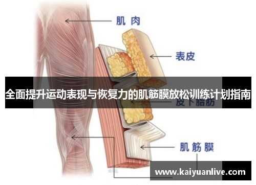 全面提升运动表现与恢复力的肌筋膜放松训练计划指南